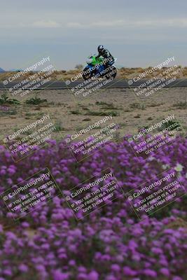 media/Jan-14-2023-SoCal Trackdays (Sat) [[497694156f]]/Turn 14 Exit Bloomig (145pm)/